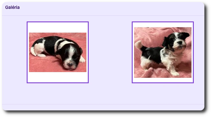 Eine Galerie für jeden Hund